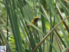 Männlicher Baya-Weber (Baya Weaver, Ploceus philippinus philippinus) Männlicher Baya-Weber (Baya Weaver, Ploceus philippinus philippinus)