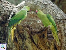 Halsbandsittich (Rose-ringed Parakeet, Alexandrinus manillensis), Männchen (links) und Weibchen
