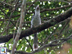 Männlicher Ceylontoko (Sri Lanka Grey Hornbill, Ocyceros gingalensis)