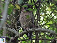 Malaienkauz (Brown Wood Owl, Strix leptogrammica ochrogenys), Altvogel
