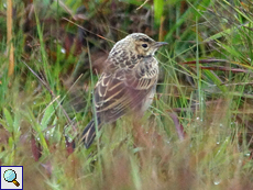 Junger Orientpieper (Paddyfield Pipit, Anthus rufulus malayensis)