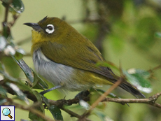 Ceylon-Brillenvogel (Sri Lanka White-eye, Zosterops ceylonensis)