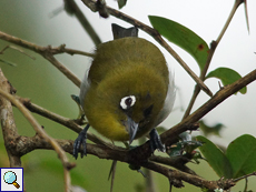 Ceylon-Brillenvogel (Sri Lanka White-eye, Zosterops ceylonensis)
