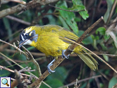 Schmuckbülbül (Yellow-eared Bulbul, Pycnonotus penicillatus)