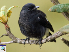 Männlicher Elsterschmätzer (Pied Bush Chat, Saxicola caprata atrata)