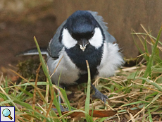 Aschfarbene Meise (Cinereous Tit, Parus cinereus mahrattarum) Aschfarbene Meise (Cinereous Tit, Parus cinereus mahrattarum)