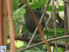 Ceylon-Buschsänger (Sri Lanka Bush Warbler, Bradypterus palliseri)