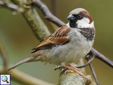 Männlicher Haussperling (House Sparrow, Passer domesticus indicus)