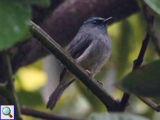 Ceylon-Schnäpper (Dull Blue Flycatcher, Eumyias sordidus)
