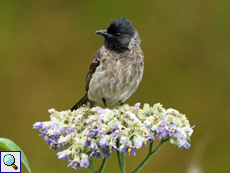 Rußbülbül (Red-vented Bulbul, Pycnonotus cafer cafer)