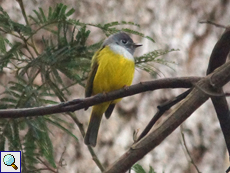 Graukopf-Kanarienschnäpper (Grey-headed Canary Flycatcher, Culicicapa ceylonensis)