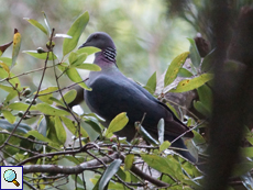 Ceylontaube (Sri Lanka Pigeon, Columba torringtoniae)
