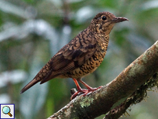 Ceylonerddrossel (Sri Lanka Scaly Thrush, Zoothera imbricata)