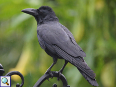 Dschungelkrähe (Large-billed Crow, Corvus macrorhynchos)