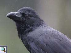 Dschungelkrähe (Large-billed Crow, Corvus macrorhynchos)