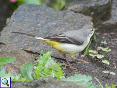 Gebirgsstelze (Grey Wagtail, Motacilla cinerea)