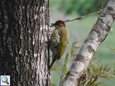 Männlicher Hindugrünspecht (Streak-throated Woodpecker, Picus xanthopygaeus), Belegbild