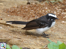 Weißstirn-Fächerschwanz (White-browed Fantail, Rhipidura aureola compressirostris)