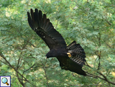 Malaien-Adler (Black Eagle, Ictinaetus malayensis perniger)