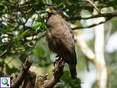 Schlangenweih (Crested Serpend Eagle, Spilornis cheela spilogaster)
