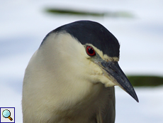 Erwachsener Nachtreiher (Black-crowned Night Heron, Nycticorax nycticorax nycticorax)