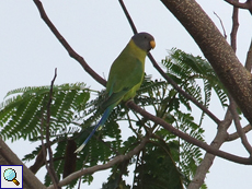 Weiblicher Pflaumenkopfsittich (Plum-headed Parakeet, Psittacula cyanocephala), Belegbild