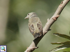 Lachsschnabel-Mistelfresser (Pale-billed Flowerpecker, Dicaeum erythrorhynchos ceylonense)