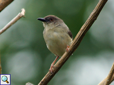 Dschungelprinie (Jungle Prinia, Prinia sylvatica valida)