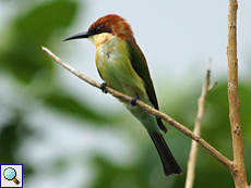 Braunkopfspint (Chestnut-headed Bee-Eater, Merops leschenaulti leschenaulti) Braunkopfspint (Chestnut-headed Bee-Eater, Merops leschenaulti leschenaulti)