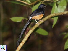 Männliche Schamadrossel (White-rumped Shama, Kittacincla malabarica leggei)