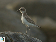 Mongolenregenpfeifer (Lesser Sand Plover, Charadrius mongolus) im Schlichtkleid