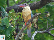 Storchschnabel-Gurial (Stork-billed Kingfisher, Pelargopsis capensis)