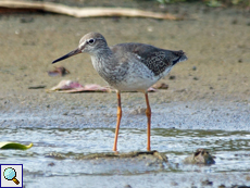 Rotschenkel (Common Redshank, Tringa totanus)