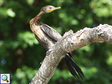 Braunwangenscharbe (Indian Cormorant, Phalacrocorax fuscicollis)