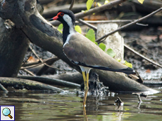 Rotlappenkiebitz (Red-wattled Lapwing, Vanellus indicus lankae)