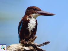 Braunliest (White-throated Kingfisher, Halcyon smyrnensis fusca)