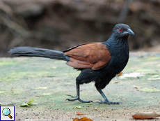Heckenkuckuck (Greater Coucal, Centropus sinensis parroti)