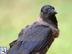 Glanzkrähe (House Crow, Corvus splendens protegatus)