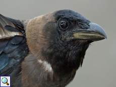 Glanzkrähe (House Crow, Corvus splendens protegatus)