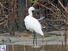 Seidenreiher (Little Egret, Egretta garzetta)