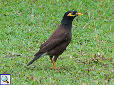 Hirtenmaina (Common Myna, Acridotheres tristis melanosternus)