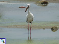 Silberklaffschnabel (Asian Openbill, Anastomus oscitans)