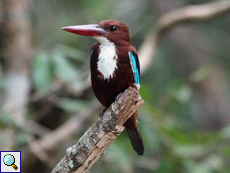 Braunliest (White-throated Kingfisher, Halcyon smyrnensis fusca)