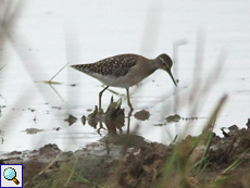 Bruchwasserläufer (Wood Sandpiper, Tringa glareola), Belegbild