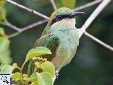 Smaragdspint (Little Green Bee Eater, Merops orientalis)