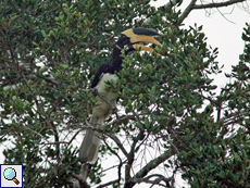 Männlicher Malabarhornvogel (Malabar Pied Hornbill, Anthracoceros coronatus)
