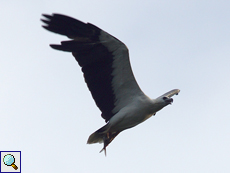 Weißbauch-Seeadler (White-bellied Sea Eagle, Haliaeetus leucogaster)