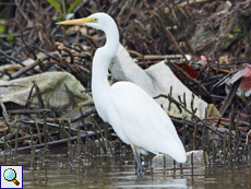 Modesta-Reiher (Eastern Great Egret, Ardea modesta)