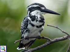 Männlicher Graufischer (Pied Kingfisher, Ceryle rudis leucomelanurus)