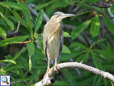 Mangrovereiher (Green-backed Heron, Butorides striata)